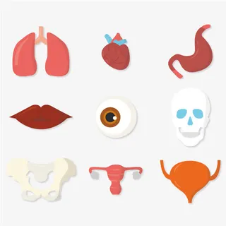 精致人体器官矢量图免抠