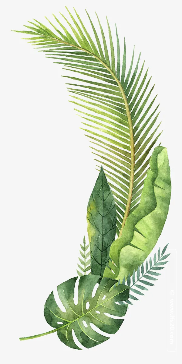 清新绿色叶子植物免抠