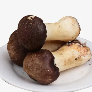 新鲜姬松茸菌免抠