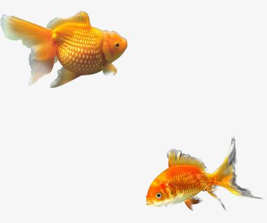 金色观赏鱼免抠