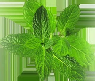 绿色薄荷叶七夕情人节海报背景