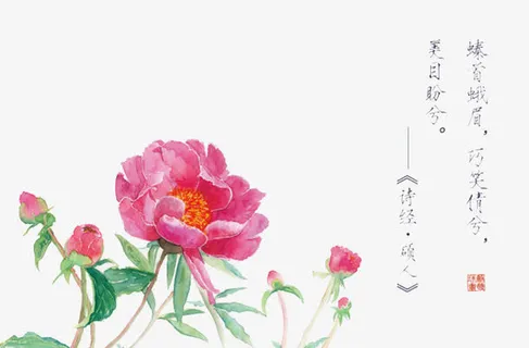 诗经花朵插画配图免抠