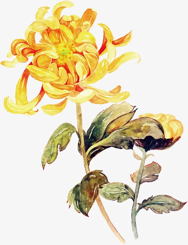 水彩植物花卉黄色菊花png免抠