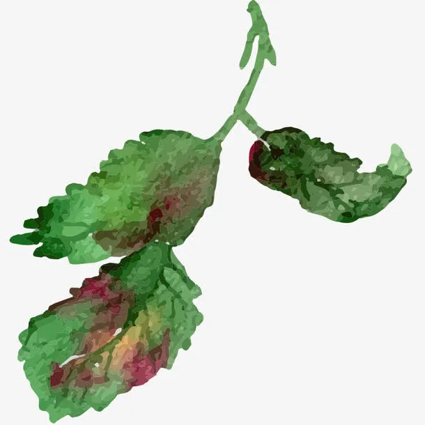 手绘 水彩 优化风格 唯美 花免抠