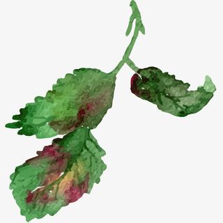 手绘 水彩 优化风格 唯美 花免抠