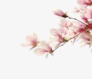 粉色玉兰花免抠