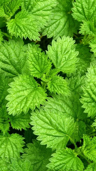 绿色薄荷摄影H5背景素材高清