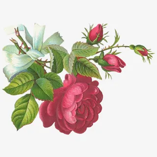 唯美复古的牡丹免抠