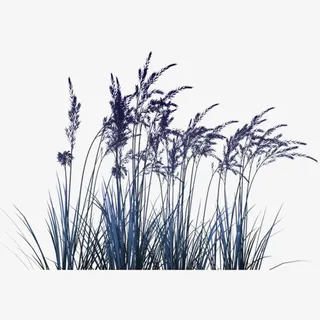 薰衣草插画免抠