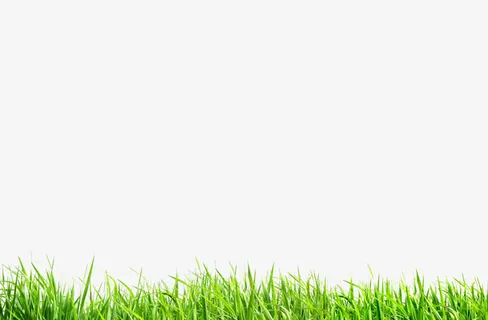 绿色的小麦苗免抠