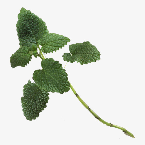 一株香蜂草免抠