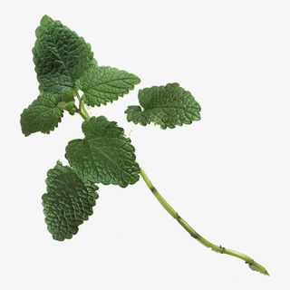 一株香蜂草免抠