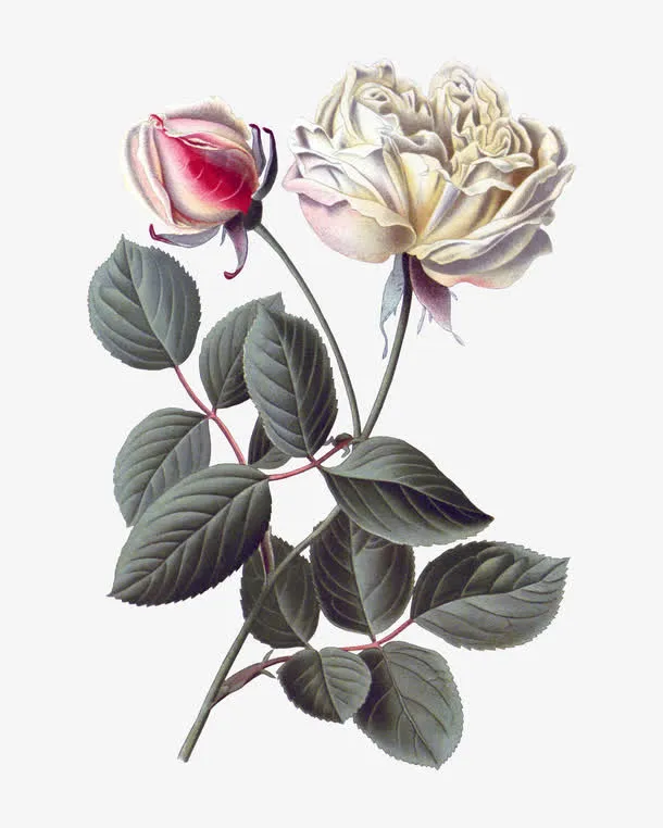 月季花装饰免抠