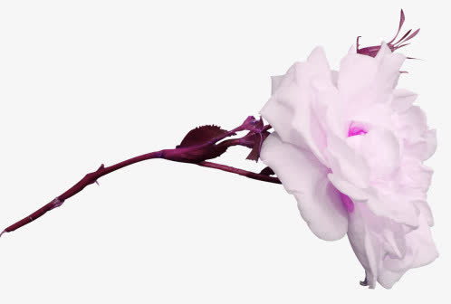 复古花免抠