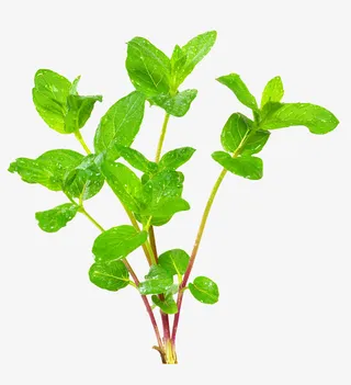 薄荷枝叶免抠