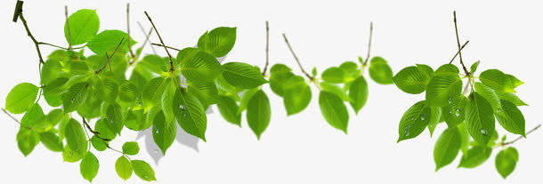 春天绿色光效植物树叶免抠