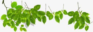 春天绿色光效植物树叶免抠