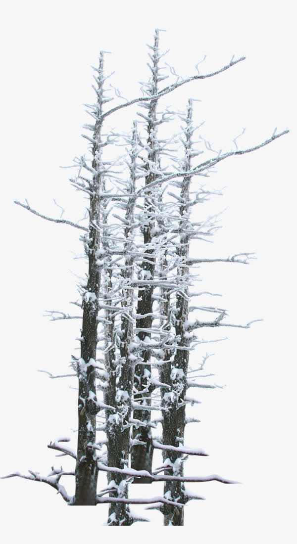 枯树挂雪免抠素材免抠