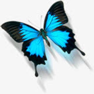 蓝色春天光效蝴蝶免抠