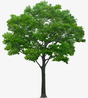立面树绿色树木植物免抠 立面树绿色树木植物免抠