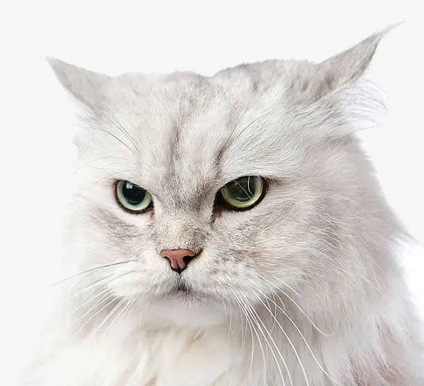 猫咪题材免抠