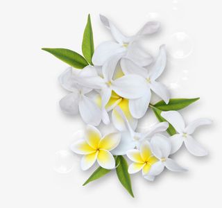 漂亮鸡蛋花花叶免抠