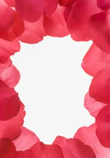 清新玫瑰花瓣免抠