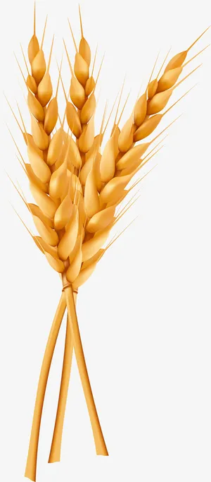黄色稻穗果实免抠