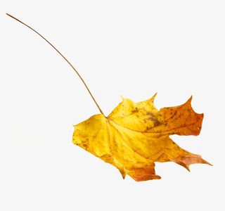 实物秋天落叶枫叶免抠