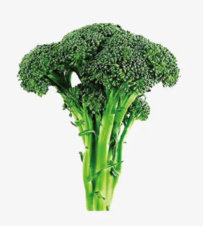 绿色花菜免抠