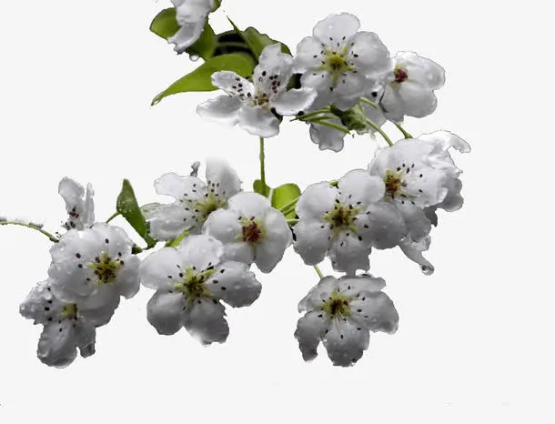 树枝梨花免抠