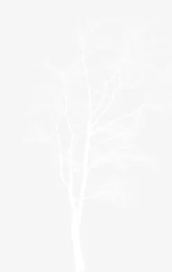 树枝免抠