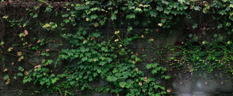 绿色清新花藤叶藤藤蔓墙壁背景高清