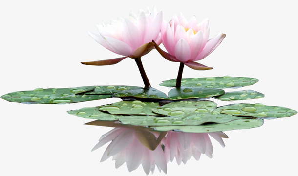 花草图案卡通装饰素材免抠