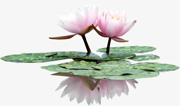 花草图案卡通装饰素材免抠
