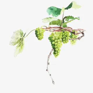 葡萄藤彩绘免抠素材免抠