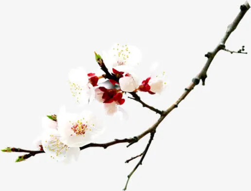 春天桃花花开美景免抠