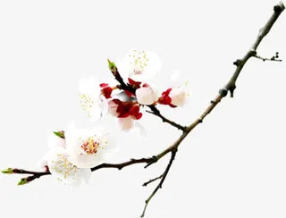 春天桃花花开美景免抠