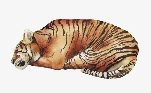 动物，小清新，手绘，水彩，虎免抠