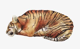 动物，小清新，手绘，水彩，虎免抠