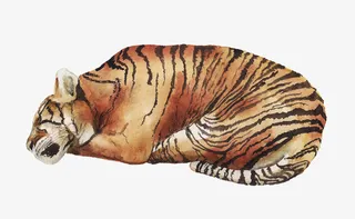 动物，小清新，手绘，水彩，虎免抠