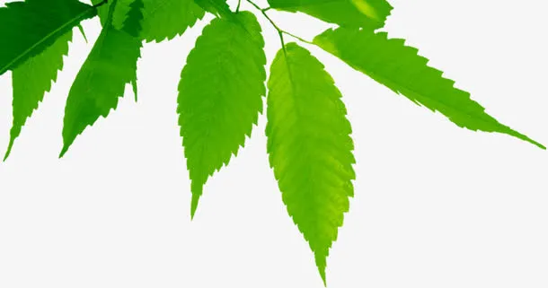 春天植物树叶装饰免抠