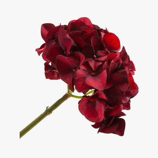 单枝红色绣球花免抠