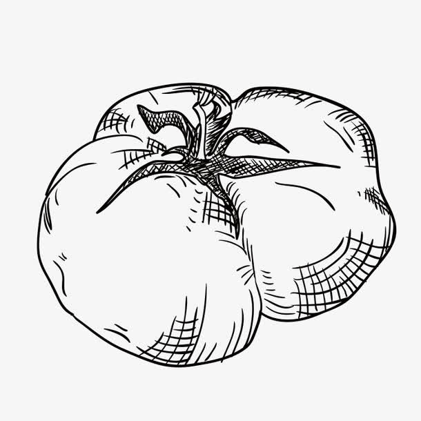 手绘西红柿免抠