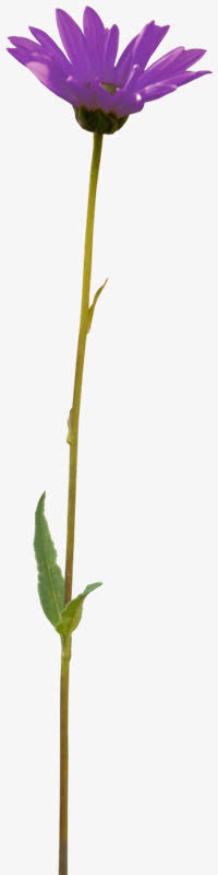 花枝花草蓝色盛开的花朵免抠