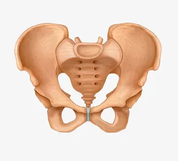 铅笔手绘骨盆插图免抠