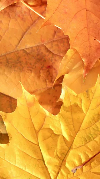 枫叶H5背景高清
