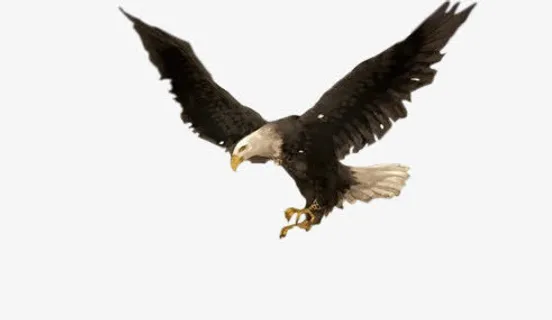 飞翔的老鹰雄鹰展翅免抠