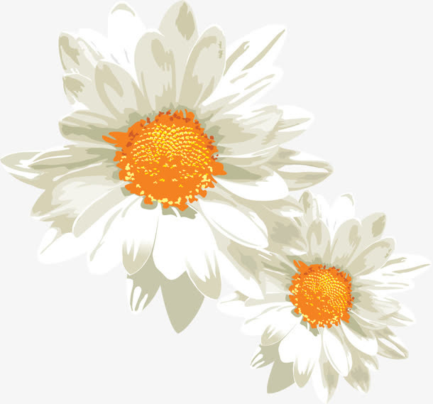 白色鲜花免抠