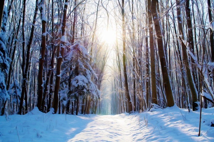 冬天的雪地森林高清